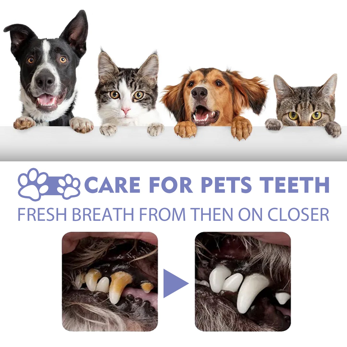 Yegbong Tooth Cleaning Spray For Cats And Dogs, Remove Tooth Stains Fresh Breath Pets Oral Care Spray Health Eprolo https://www.cyberehub.com