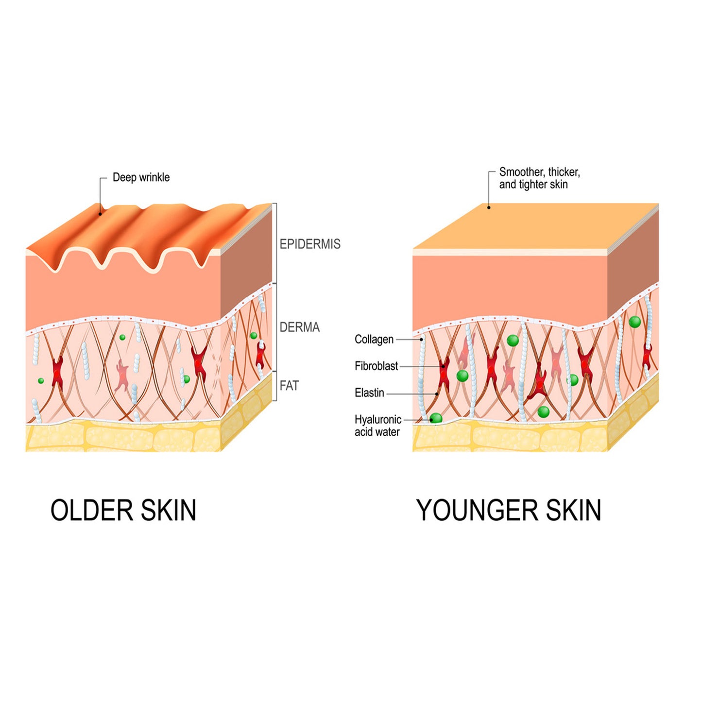 Deep Cleansing Anti-Wrinkle Serum, Facial Skin Smoothing Fine Lines Hydrating Firming And Care Serum Health Eprolo https://www.cyberehub.com